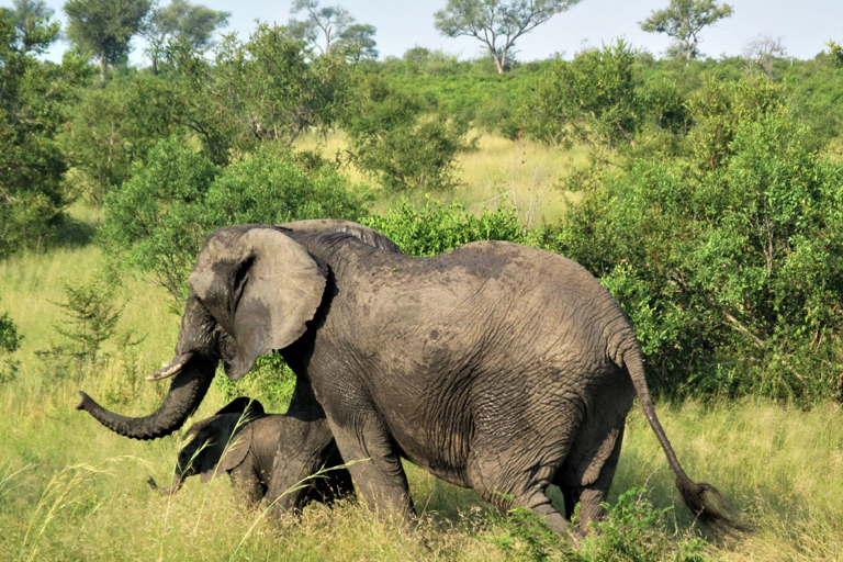 MAPUTO & SAFARI